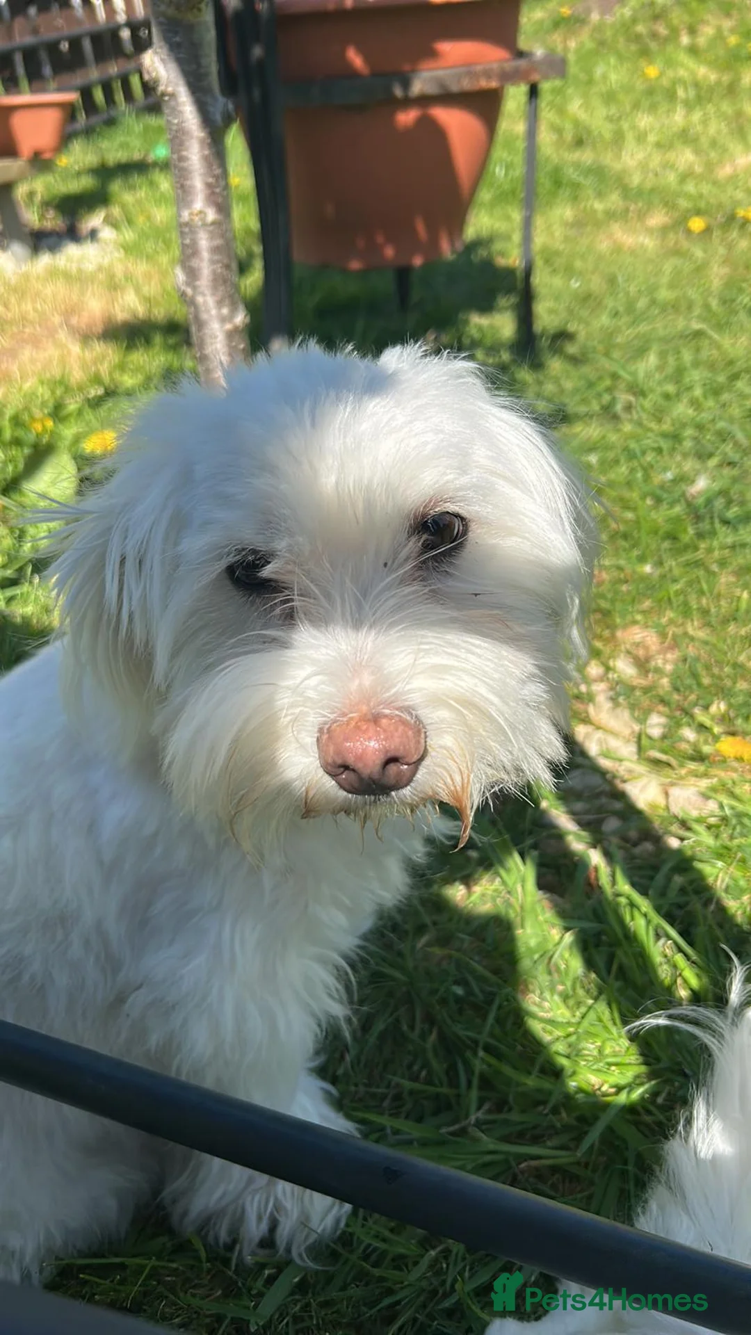 Bichon Frise dogs for sale: Bichon puppys for sale - Advert 1