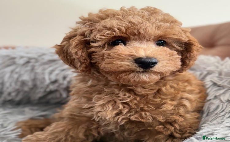 Toy Poodle dogs in Thetford - Advert 1