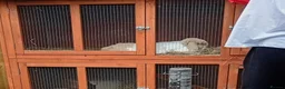 Mini Lop rabbits for sale: Beautiful adult female mini lop - Advert 6