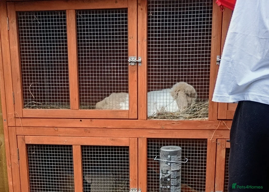 Mini Lop rabbits for sale: Beautiful adult female mini lop - Advert 6