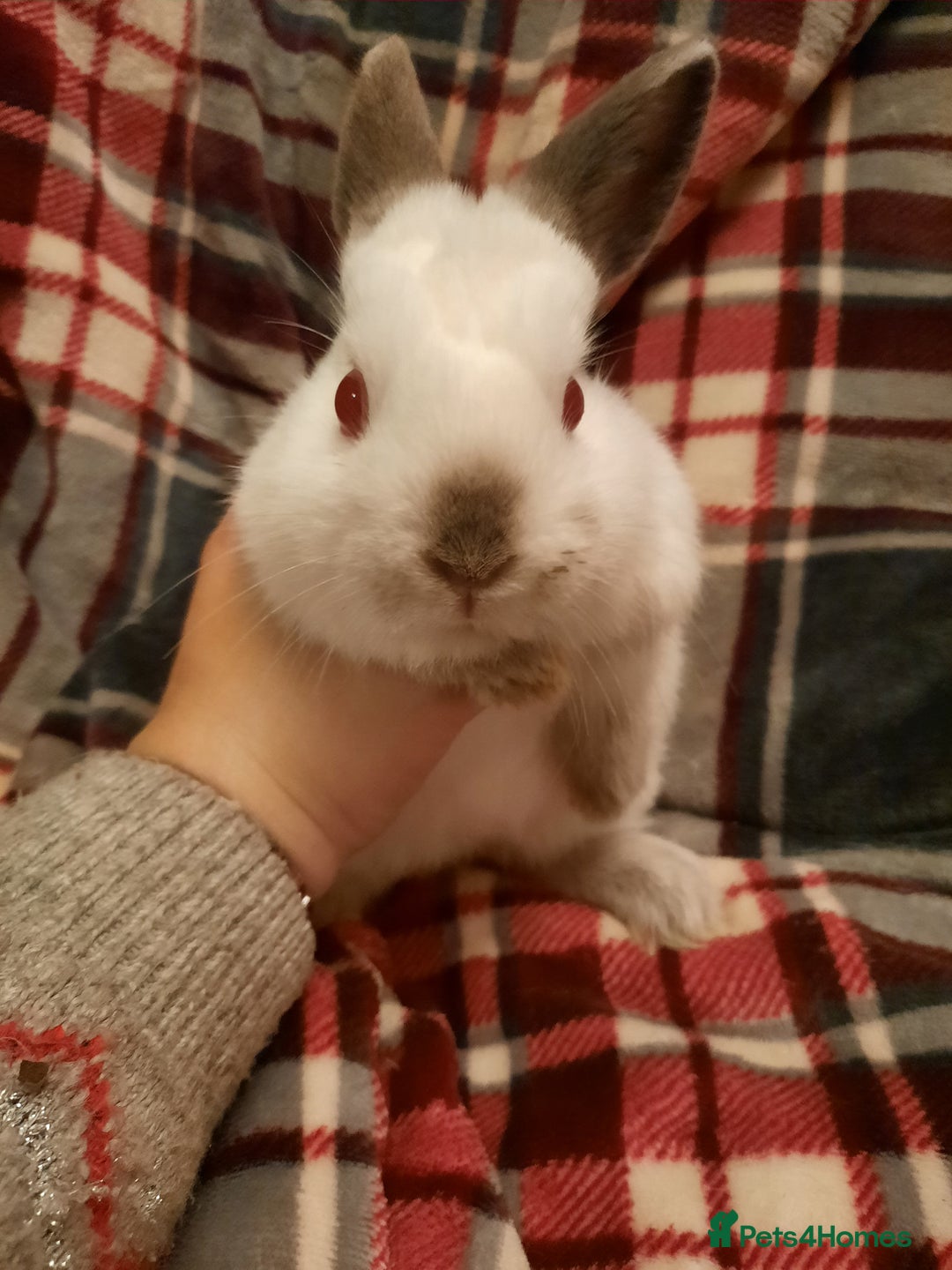 Netherland Dwarf rabbits for sale: Six Litters Of Netherland Dwarf Babies in Calne - Image 10