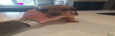 Dachshund Puppy 5