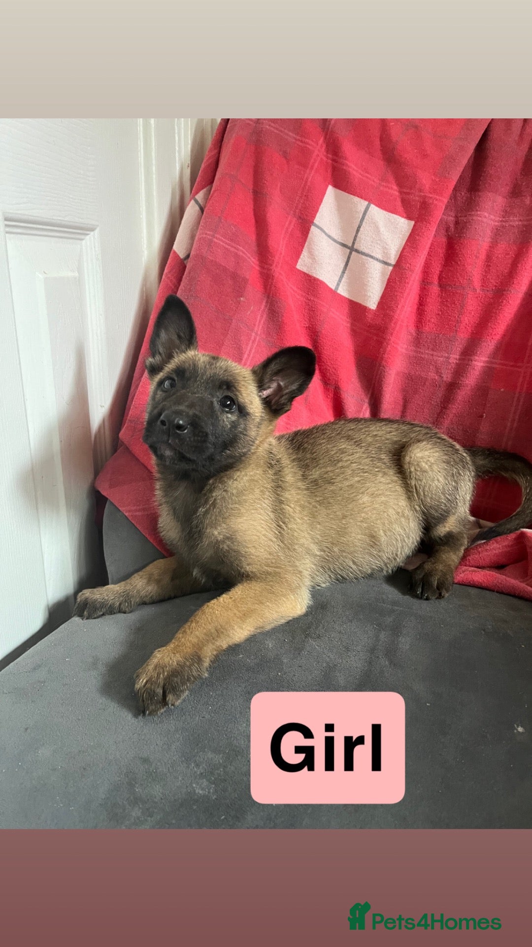 Mixed Breed dogs Belgium Malinois cross German Shepherds - Advert 7