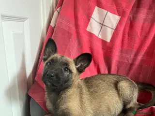 Mixed Breed dogs Belgium Malinois cross German Shepherds - Advert 7