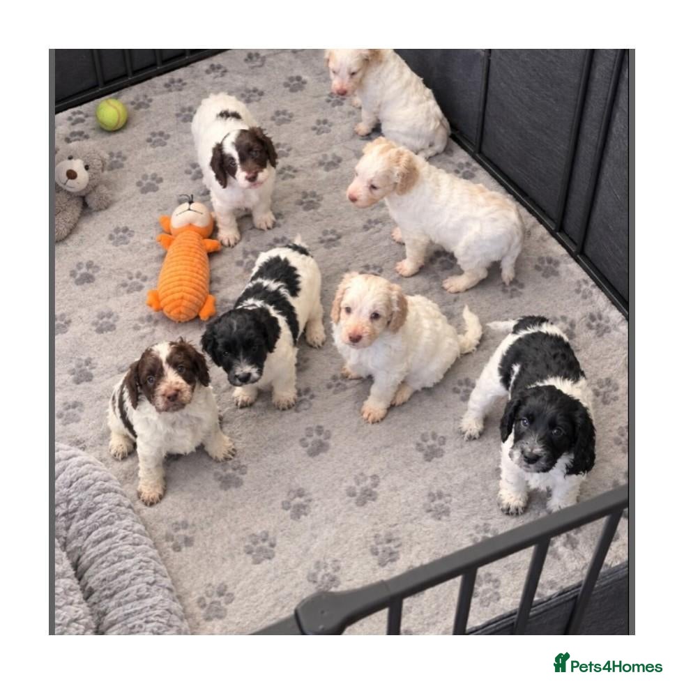 Cockapoo dogs for sale: F1 cockapoos licensed breeder - Advert 12
