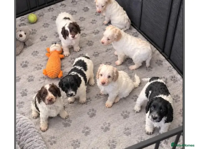 Cockapoo dogs for sale: F1 cockapoos licensed breeder - Advert 12