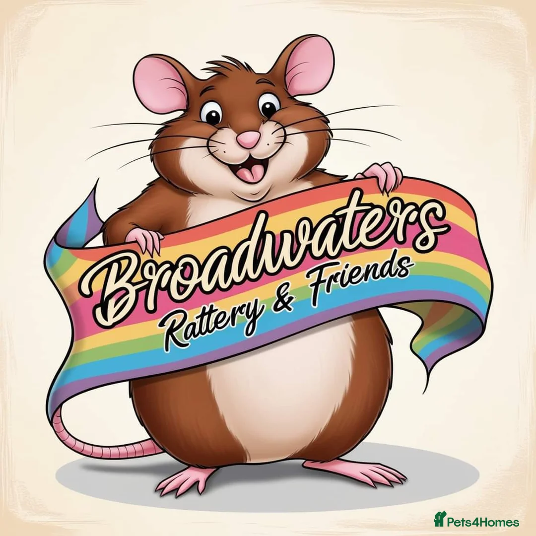 Rat rodents for sale: Pedigree Dumbo Rats  - Advert 2