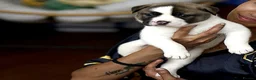 Mixed Breed dogs for sale: F1 American Bulldog x American Akita Puppies in London - Advert 15
