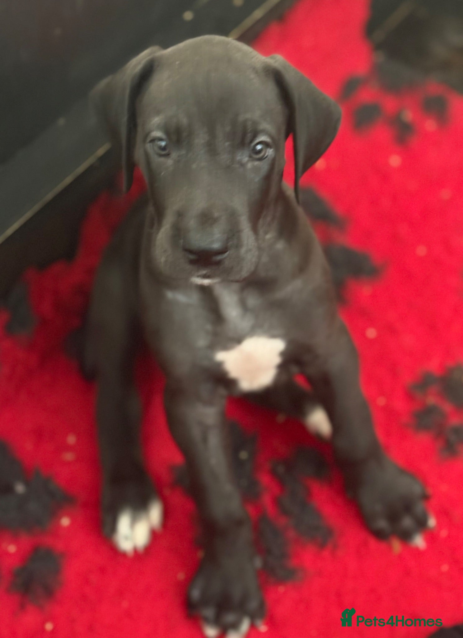 Great Dane dogs High Quality Great Dane Puppies - Advert 2