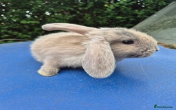 Mixed Breed rabbits for sale: Holland lop rabbits 8 week old  - Image 12