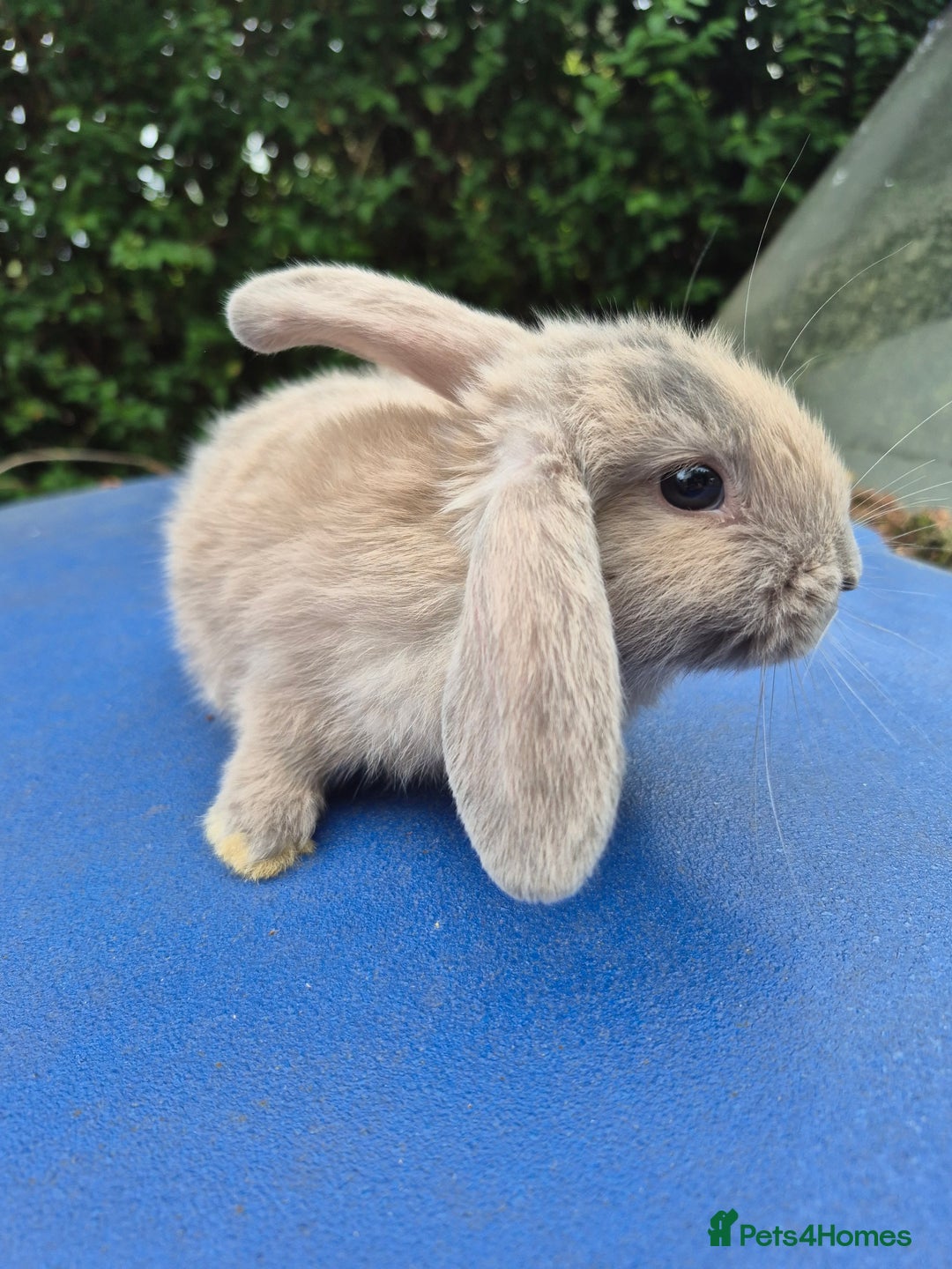Mixed Breed rabbits for sale: Holland lop rabbits 8 week old  - Image 12