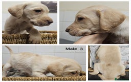 Cockerdor dogs for sale: Cockerdors puppies - Advert 3