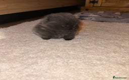 Pomeranian dogs for stud: Pomeranian stud Gypsy king  - Image 7