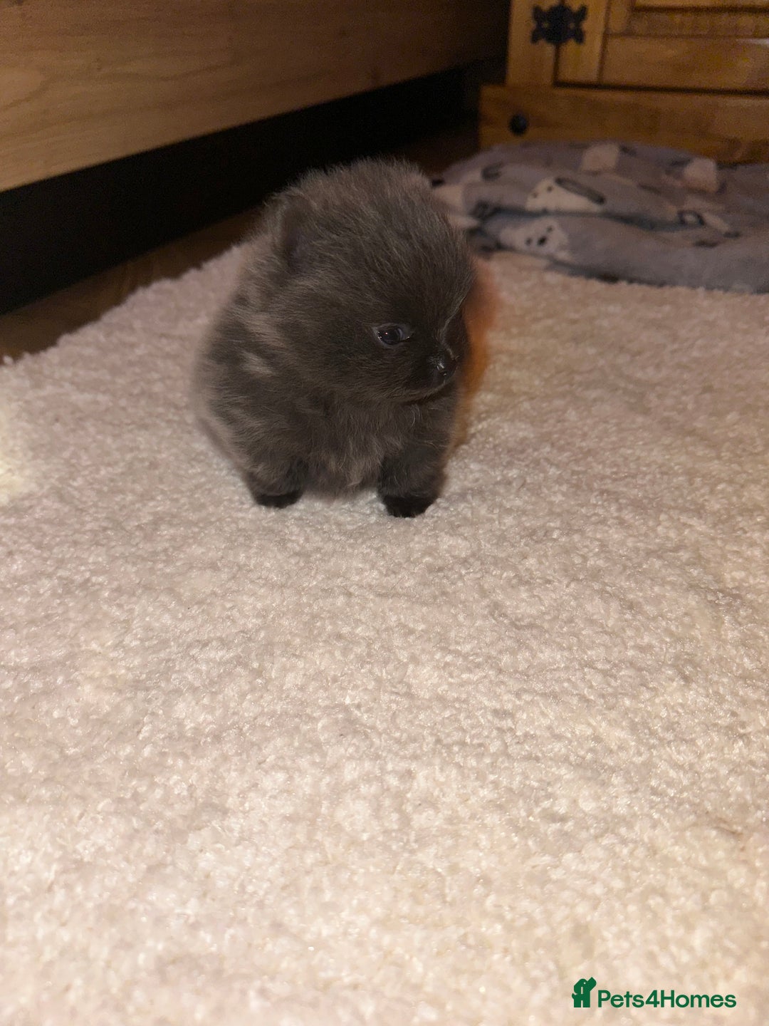 Pomeranian dogs for stud: Pomeranian stud Gypsy king  - Image 7