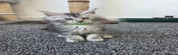 Maine Coon cats for sale: Maine coon pedigree kittens  - Advert 4