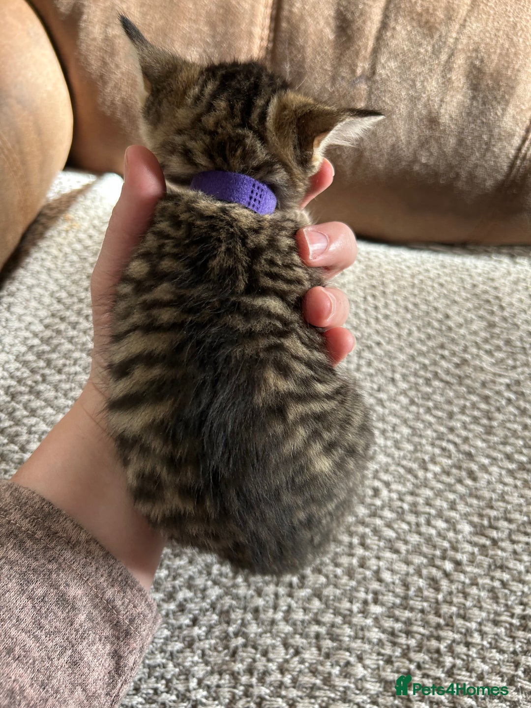 Mixed Breed cats for sale: 6 Beautiful kittens  - Image 18