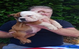 Old Tyme Bulldog dogs for sale: Victorian Bulldogs HEALTH TESTED - Image 5
