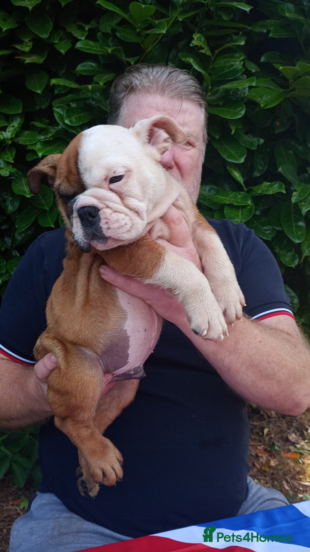 Old Tyme Bulldog dogs for sale: Victorian Bulldogs HEALTH TESTED - Image 5