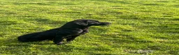 Labrador Retriever dogs for sale: Black Labrador Puppies - Advert 8