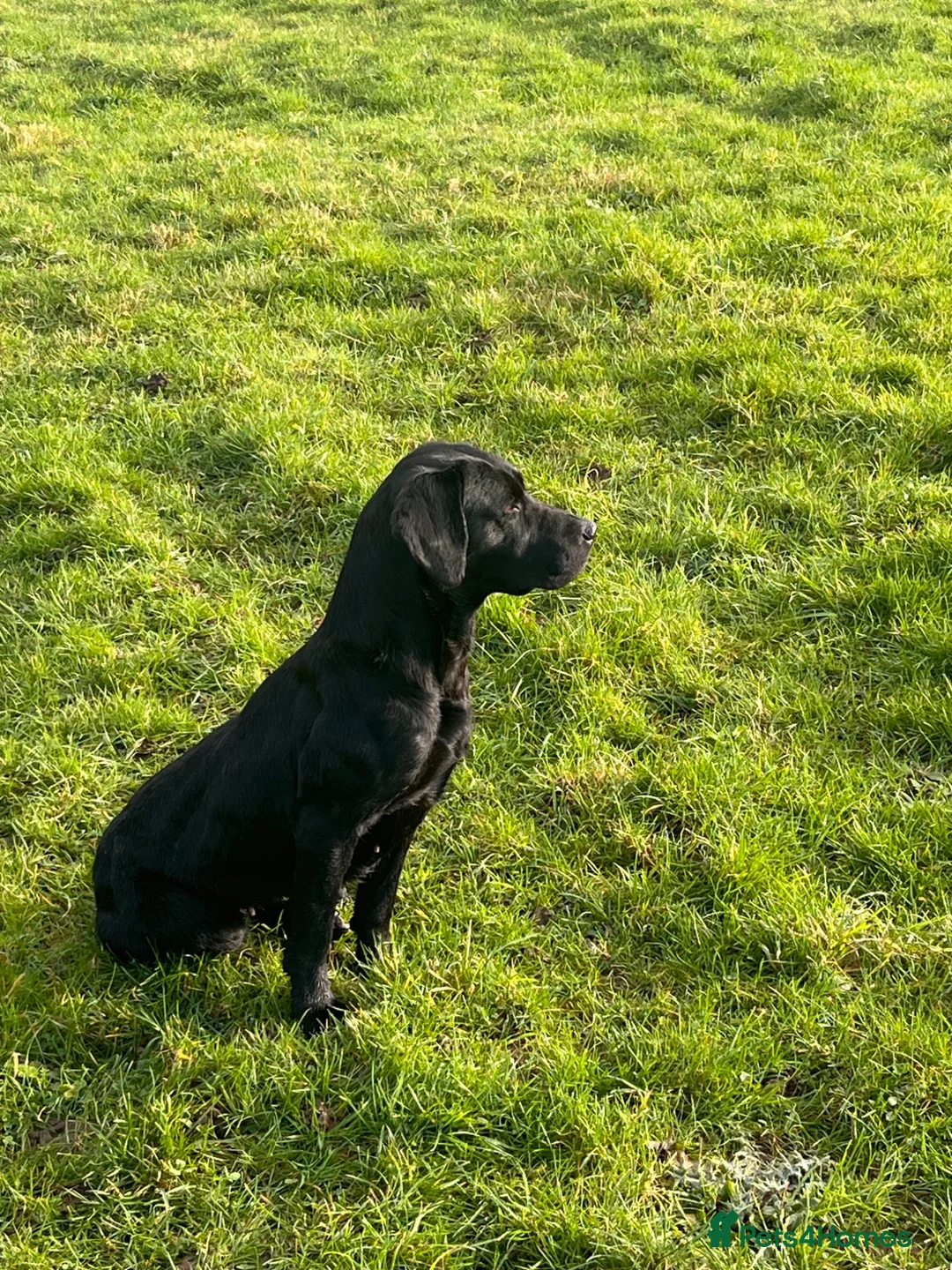 Labrador Retriever dogs for sale: Black Labrador Puppies - Advert 8
