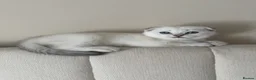 Scottish Fold cats for sale: Silver chinchilla Scottish folds  - Advert 23