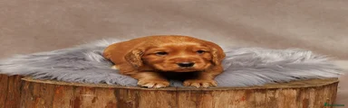 Cocker Spaniel Puppy 4 reserved 