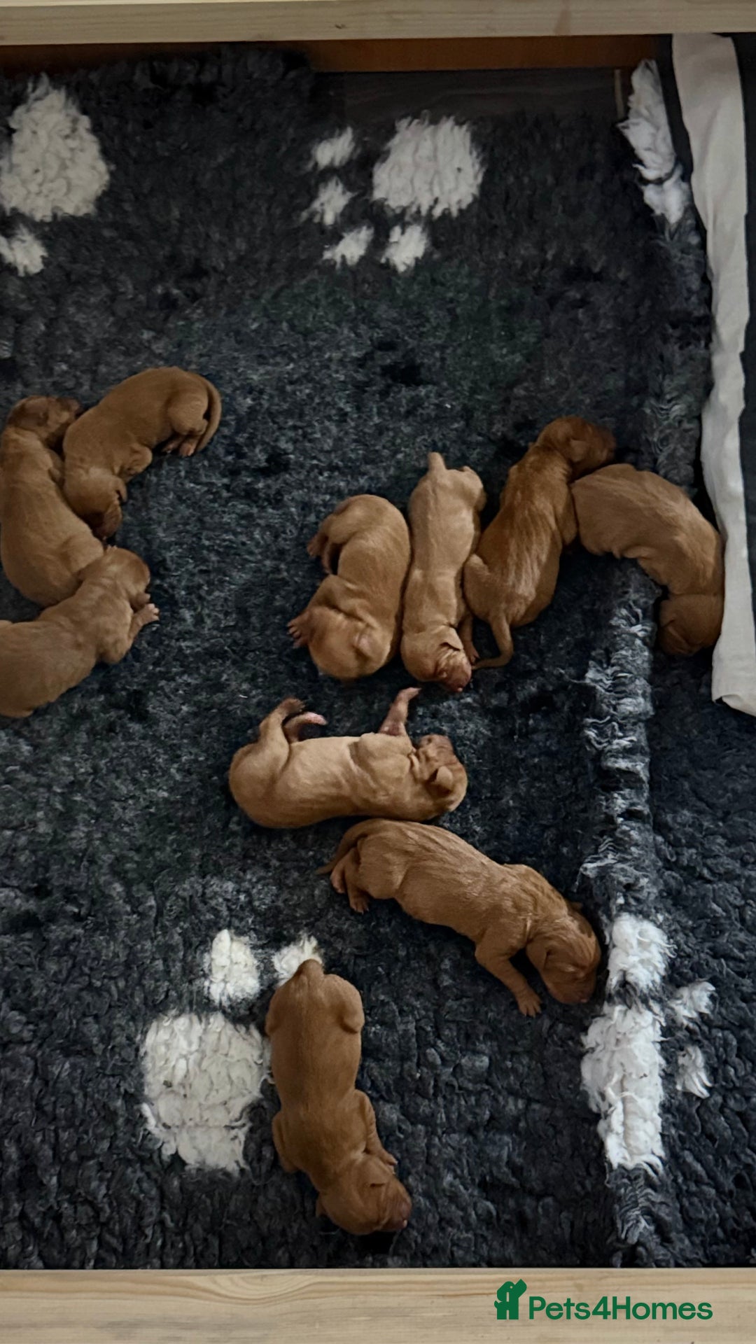 Hungarian Vizsla dogs for sale: Hungarian Vizsla - Image 12