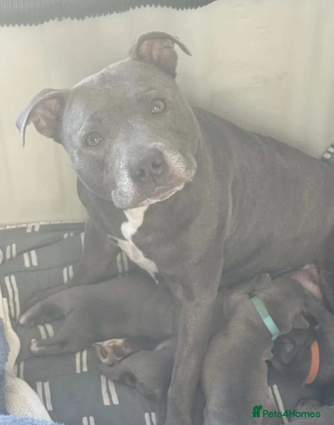 Staffordshire Bull Terrier dogs for sale: fdfeFEF 6 x English Staffy Pure Bred BLUE chunky in Romford - Advert 9