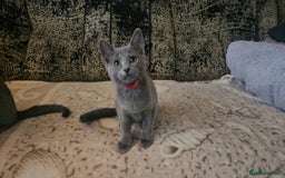 Russian Blue cats for sale: **TICA full pedigree Russian Blue kittens - Image 10