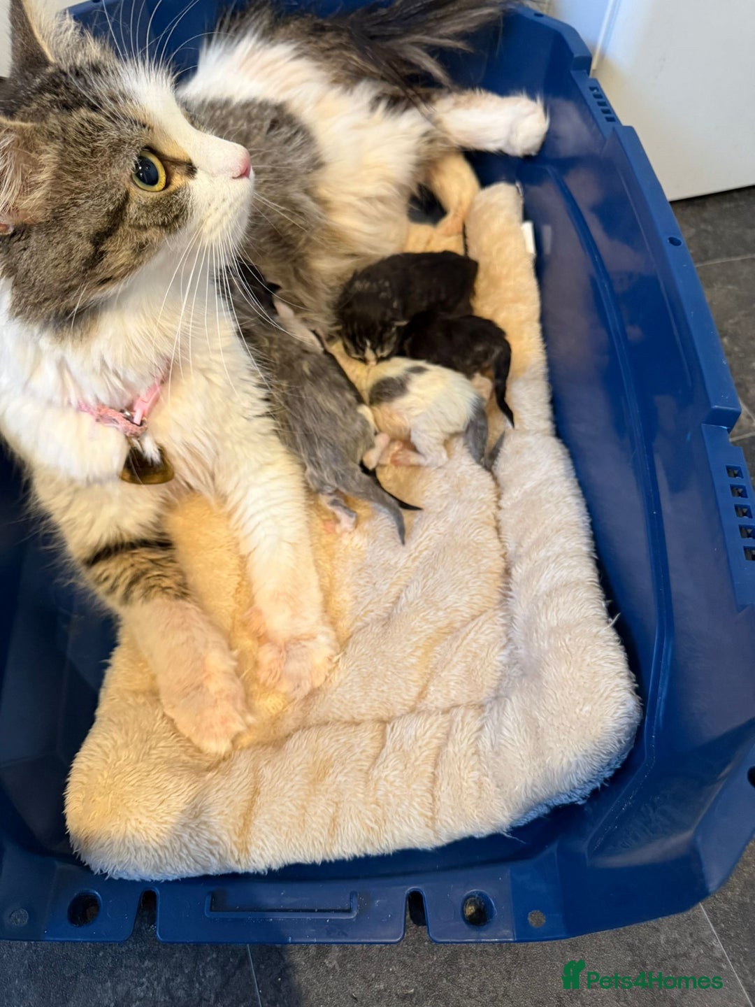 Mixed Breed cats for sale: Adorable Ragdoll and Norwegian Forest Kittens - Image 23