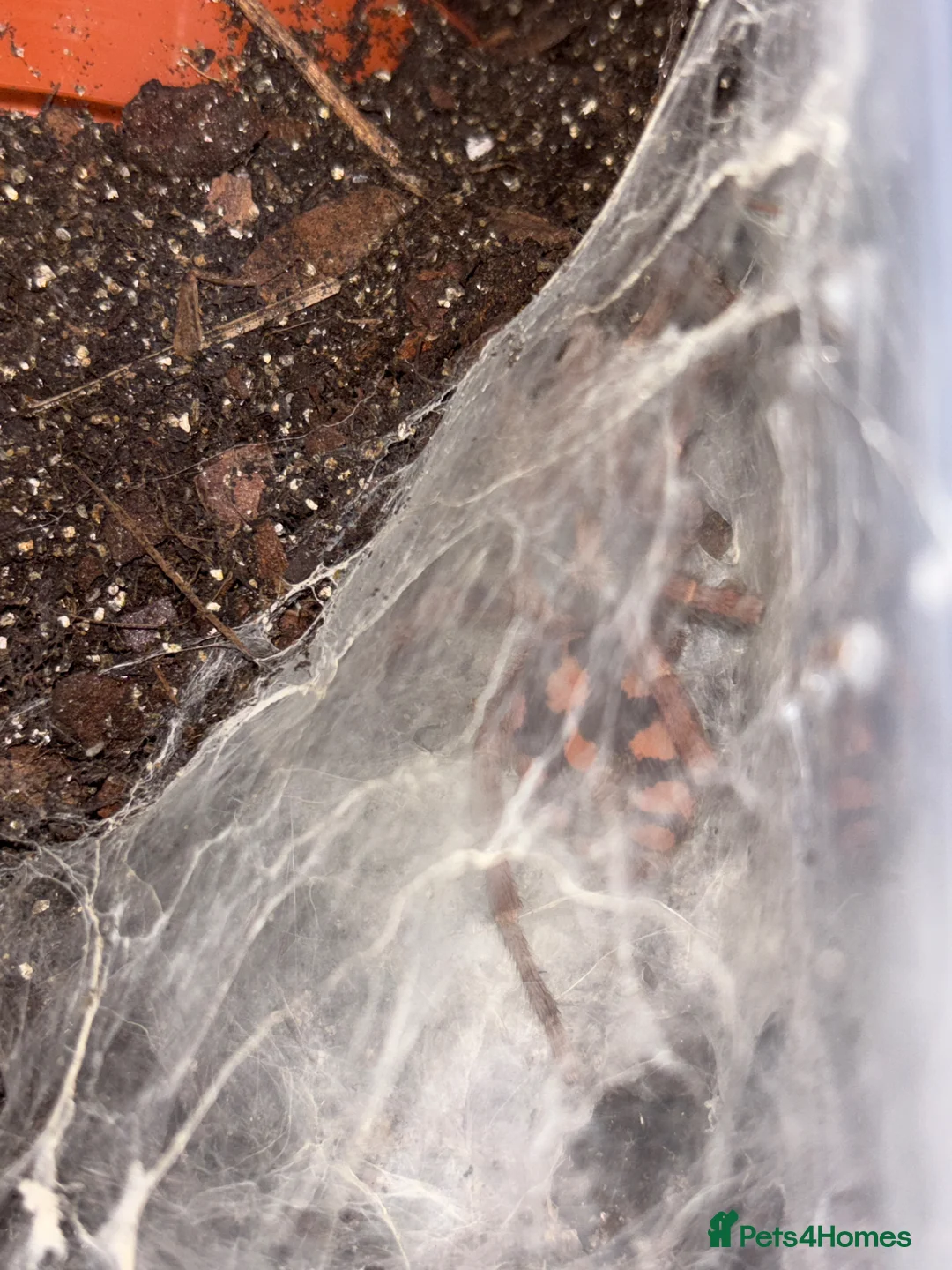 Tarantulas invertebrates for sale: Variety of Tarantulas for sale in Callington - Advert 2