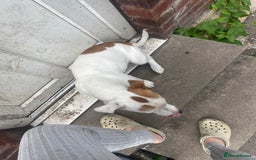 Jack Russell dogs for sale: Male Jack russell - Image 2