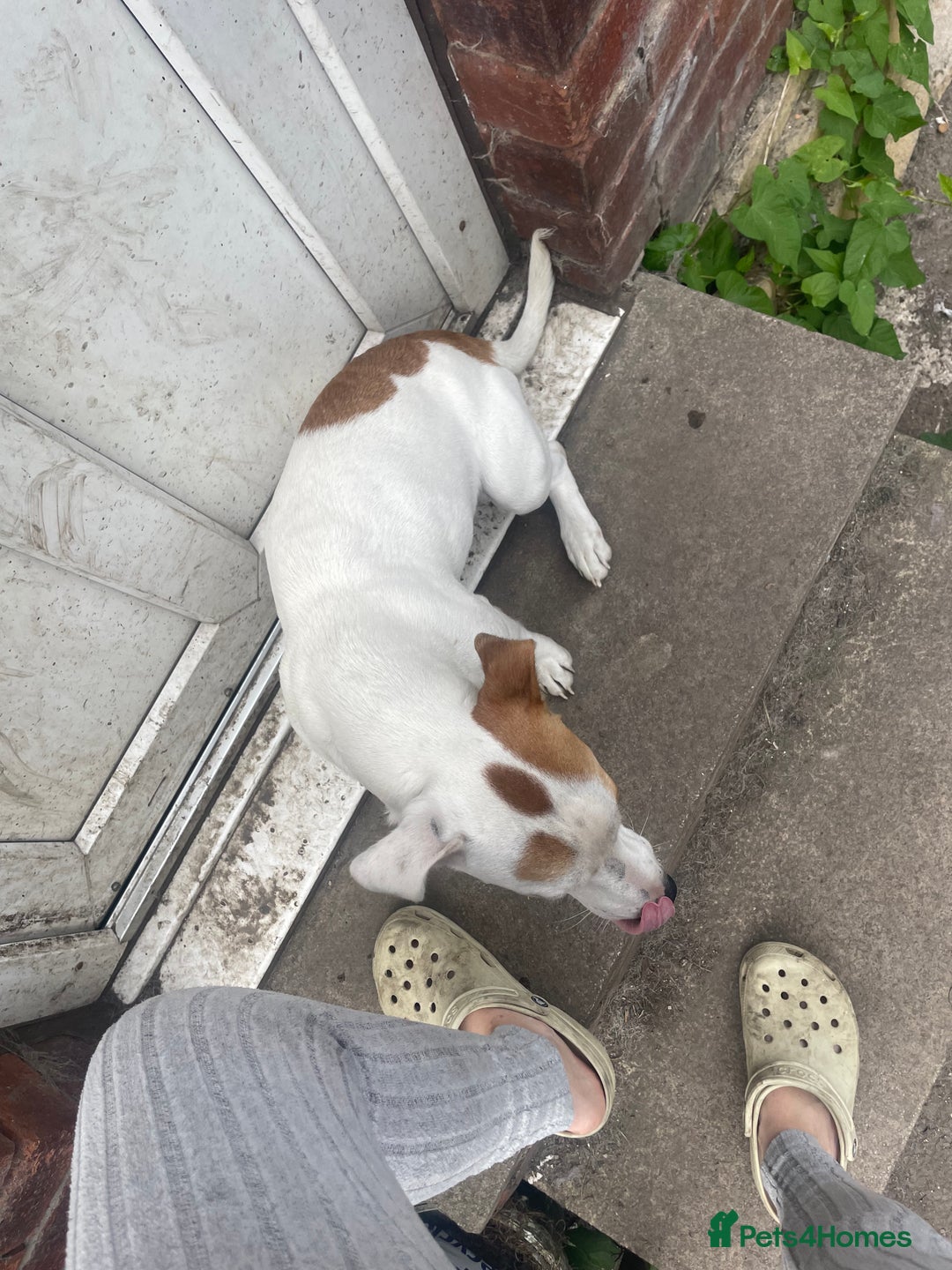 Jack Russell dogs for sale: Male Jack russell - Image 2