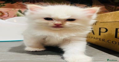 Ragdoll cats - Advert 10