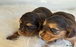 Cocker Spaniel dogs for sale: KC Health Tested Show Cocker Spaniels  - Image 12