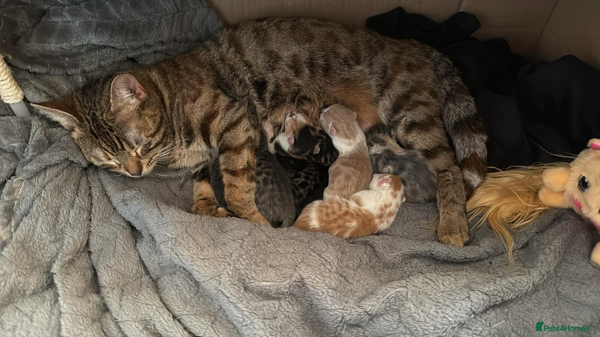 Mixed Breed cats Bengal Cross Boy Kittens Ready for loving homes - Advert 8
