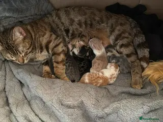 Mixed Breed cats Bengal Cross Boy Kittens Ready for loving homes - Advert 1