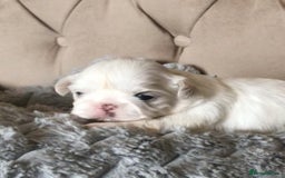 Shih Tzu dogs for sale: ✨Stunning Imperial puppies ✨ - Image 15