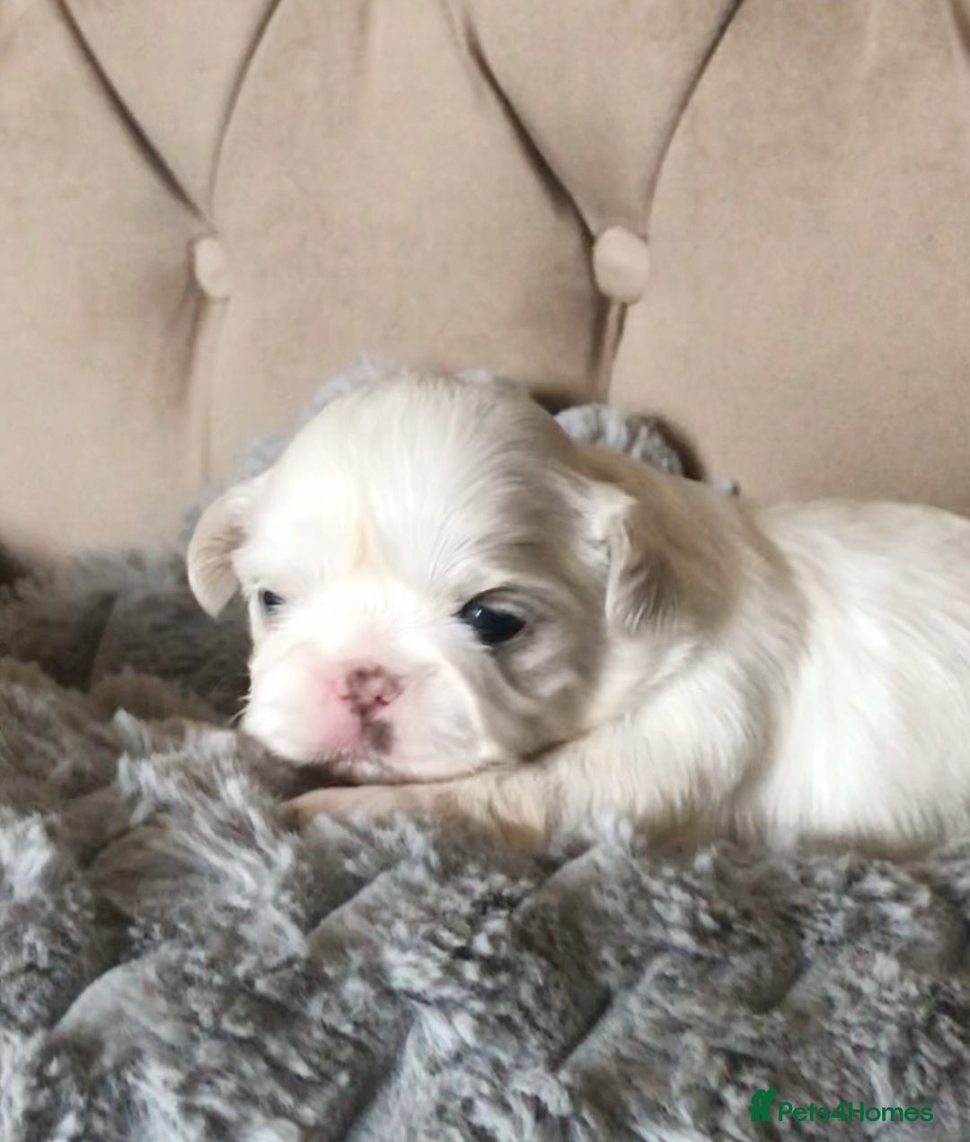 Shih Tzu dogs for sale: ✨Stunning Imperial puppies ✨ - Image 15