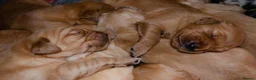 Golden Retriever dogs for sale: KC 𝑫𝒂𝒓𝒌 𝑹𝒆𝒕𝒓𝒊𝒆𝒗𝒆𝒓 𝑷𝒖𝒑𝒑𝒊𝒆𝒔 - Advert 8