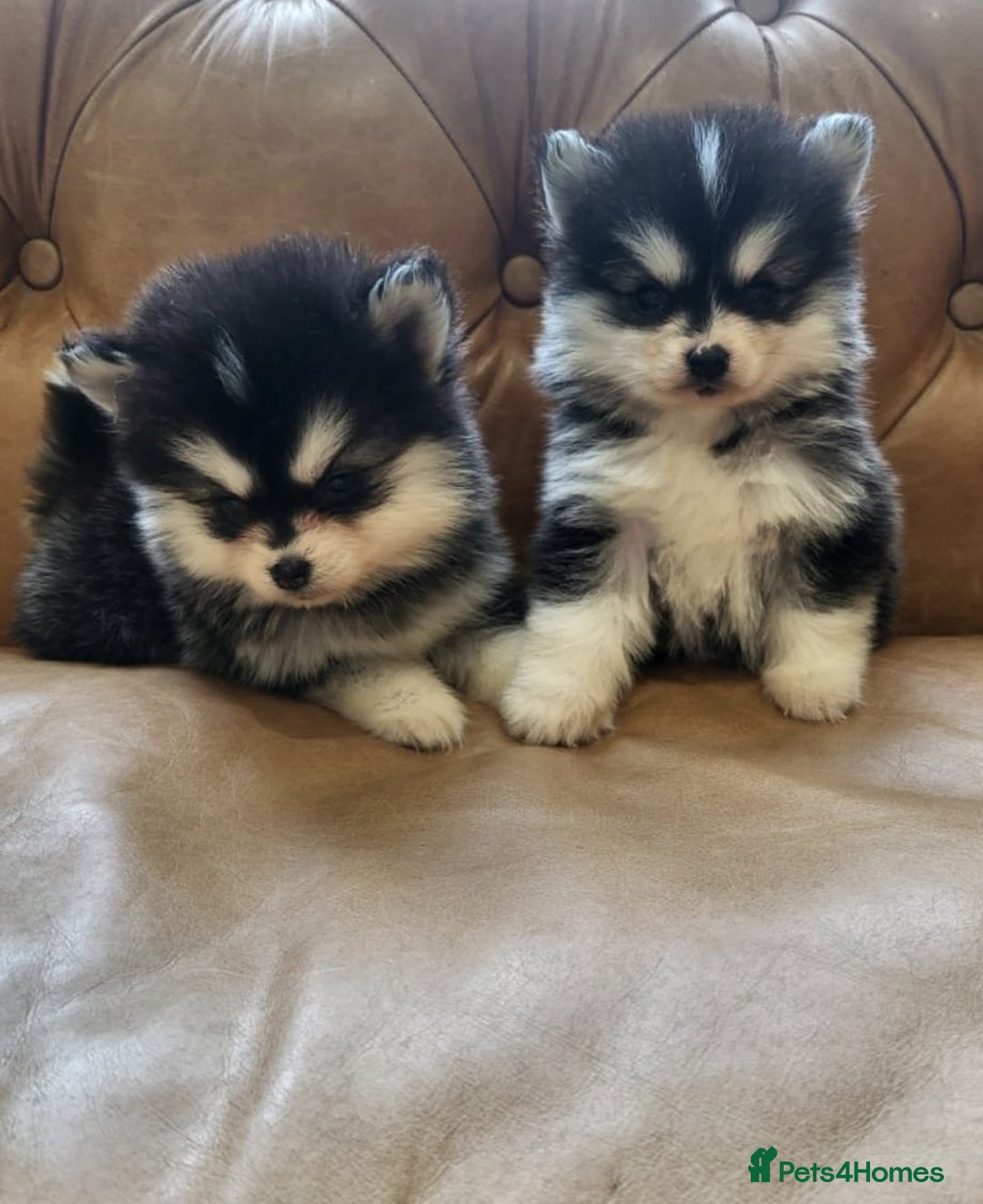 Pomsky dogs for sale:  toy size multi-generational pomsky puppies  - Image 12