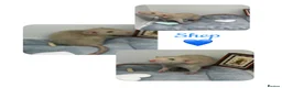 Rat rodents for sale: Baby Dumbo Rats  - Advert 11