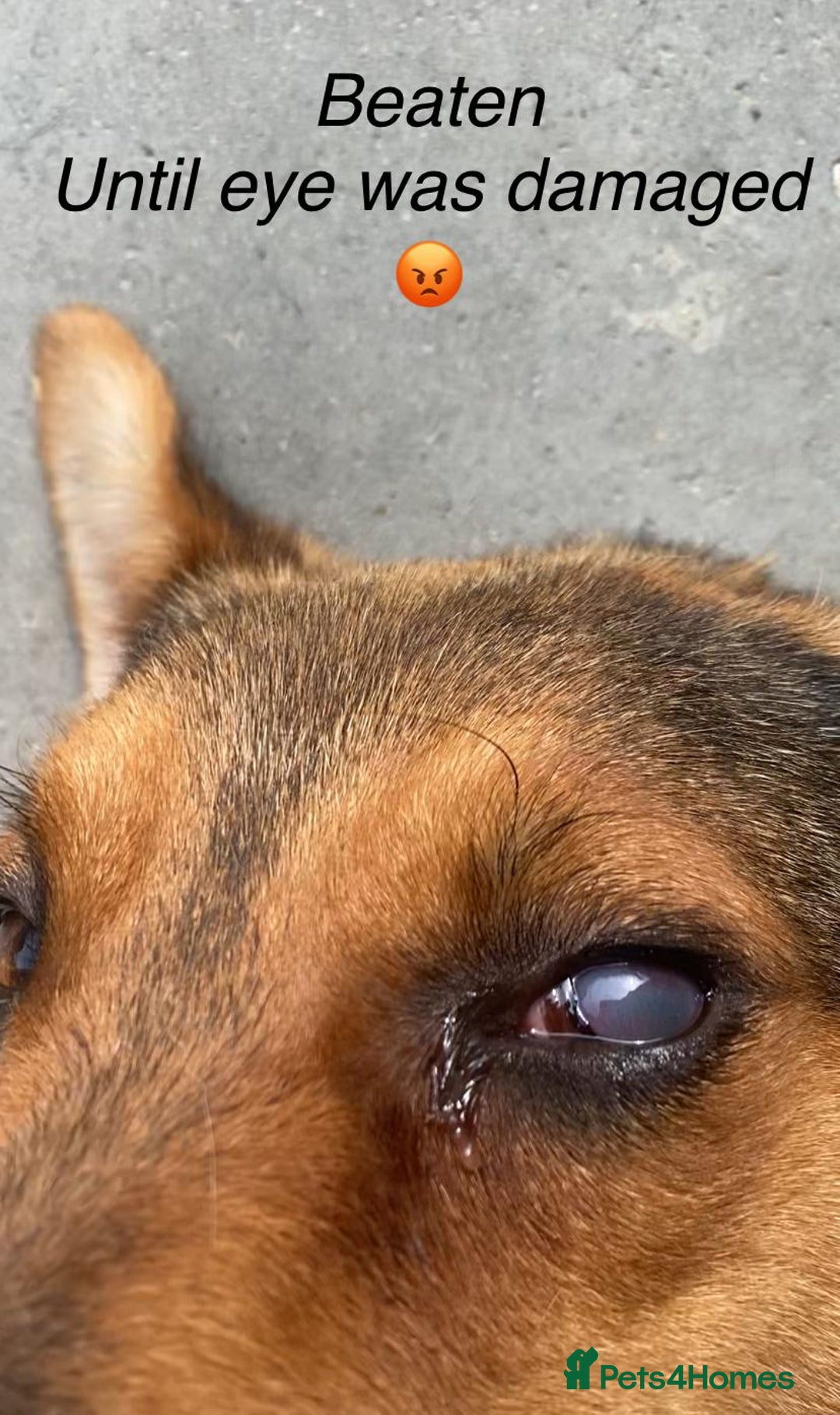 Mixed Breed dogs for adoption: Pitch & Peggy, 5 yrs. Available for adoption. - Advert 7