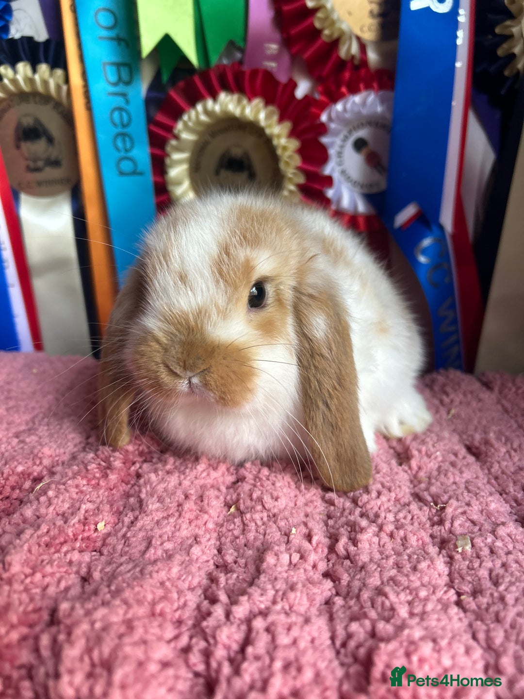 Mini Lop rabbits for sale: Vaccinated mini lop and lion lop babies - Advert 7