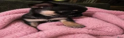 Chihuahua dogs for sale: Outstanding Tiny Pedigree Chihuahua Puppies - Advert 6
