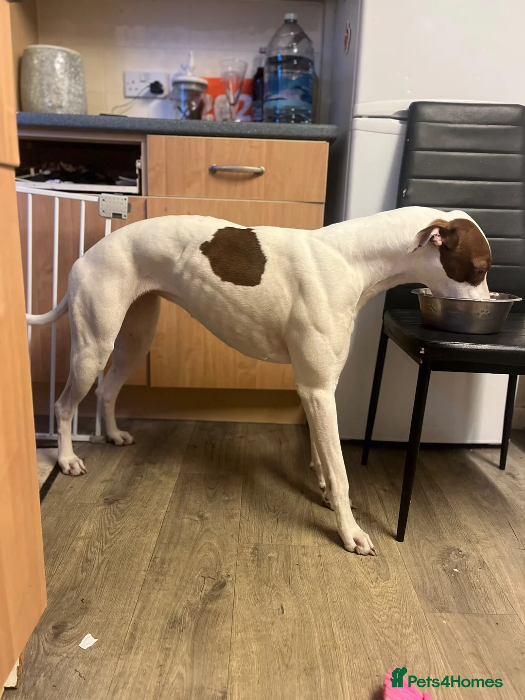 Greyhound dogs for sale: Champion is in need of a new forever home  in Peterborough - Advert 2