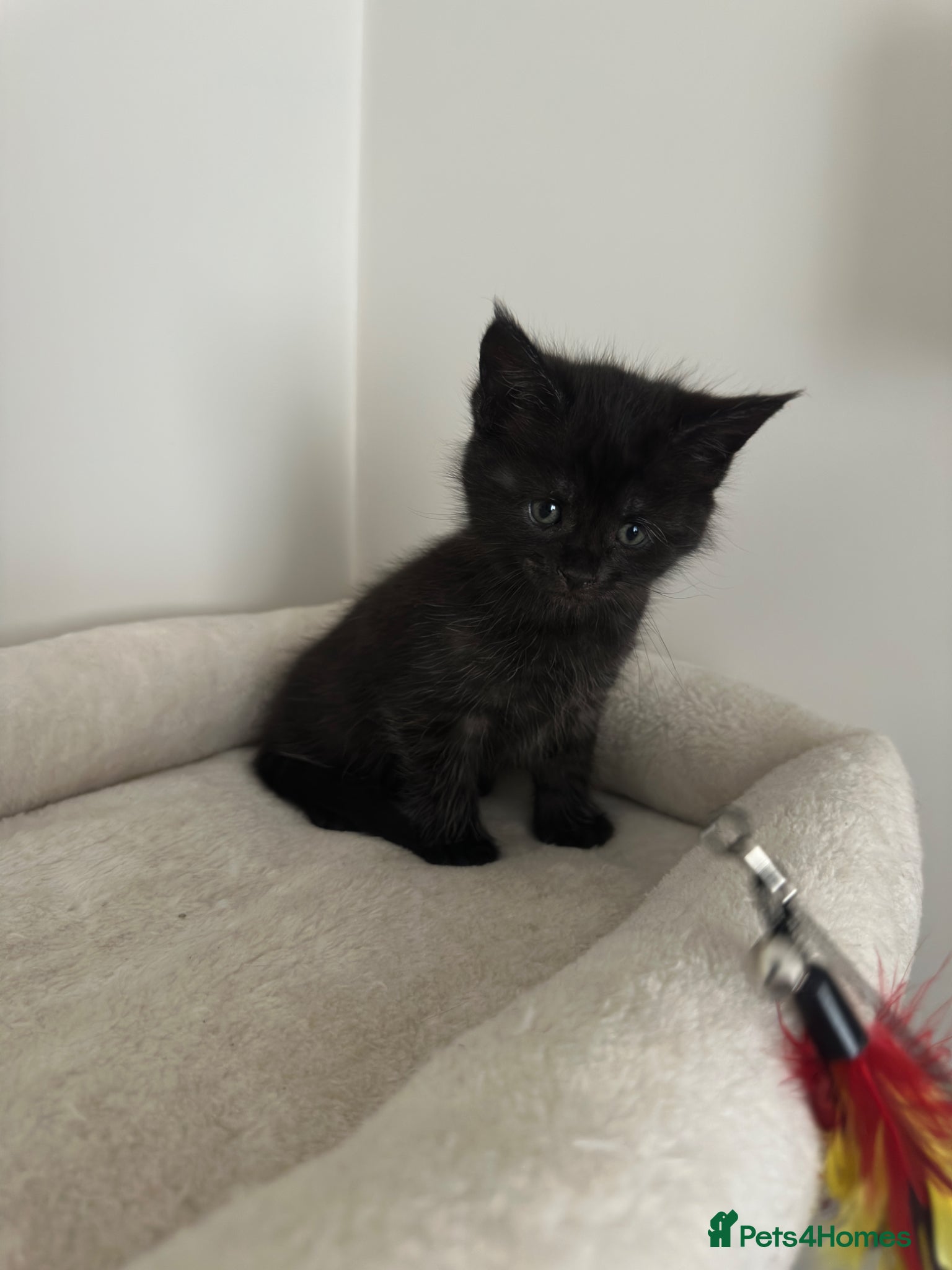 Mixed Breed Kitten 4