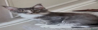 Maine Coon 2