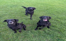 Mixed Breed dogs for sale: Black Lab x GSP puppies for sale - Image 11