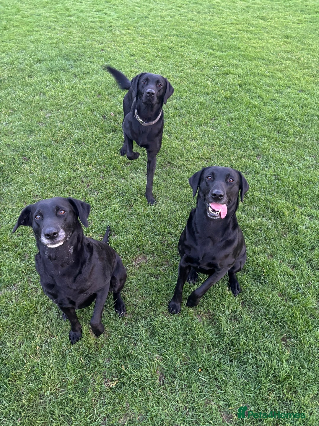 Mixed Breed dogs for sale: Black Lab x GSP puppies for sale - Image 11